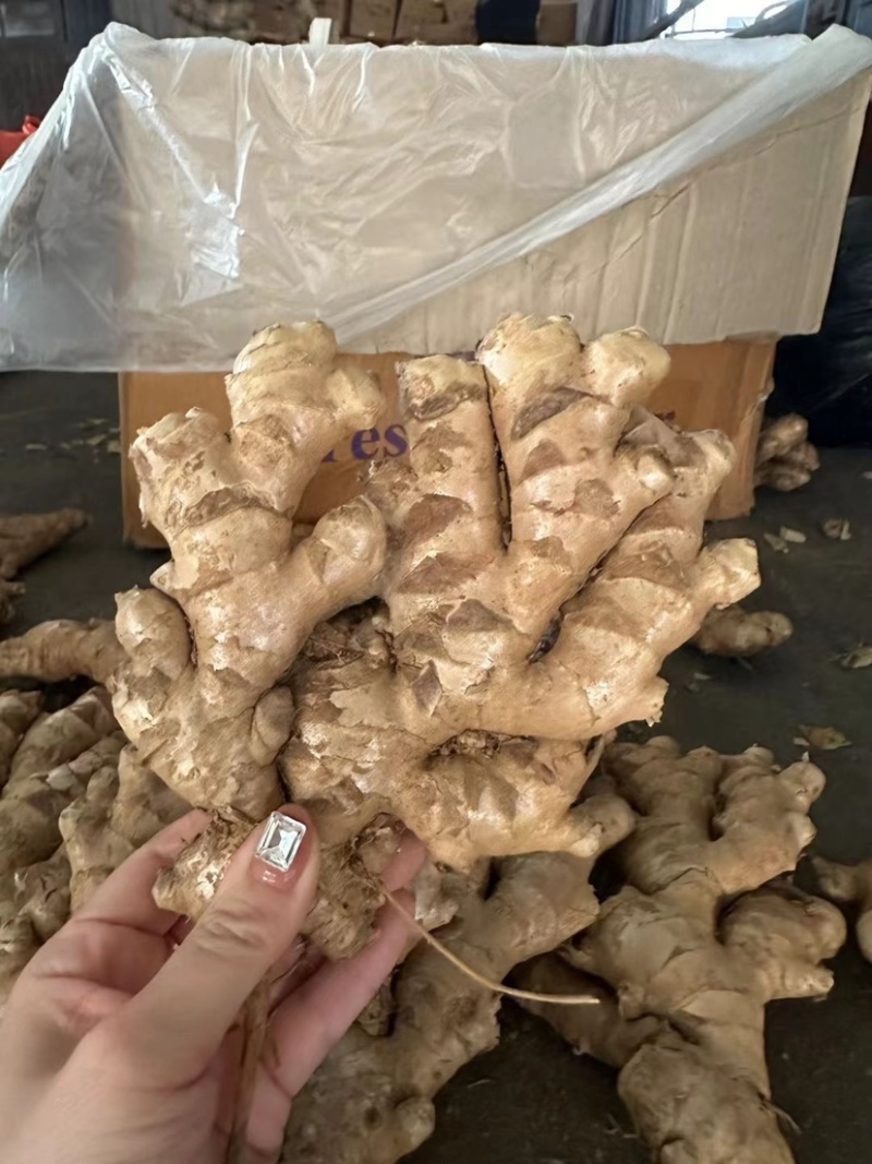 沙土地大黄姜、，品种齐全