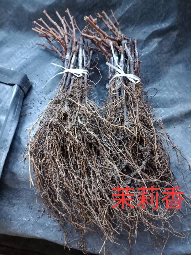 巨峰葡萄苗，好成活，欢迎实地考察，货源充足
