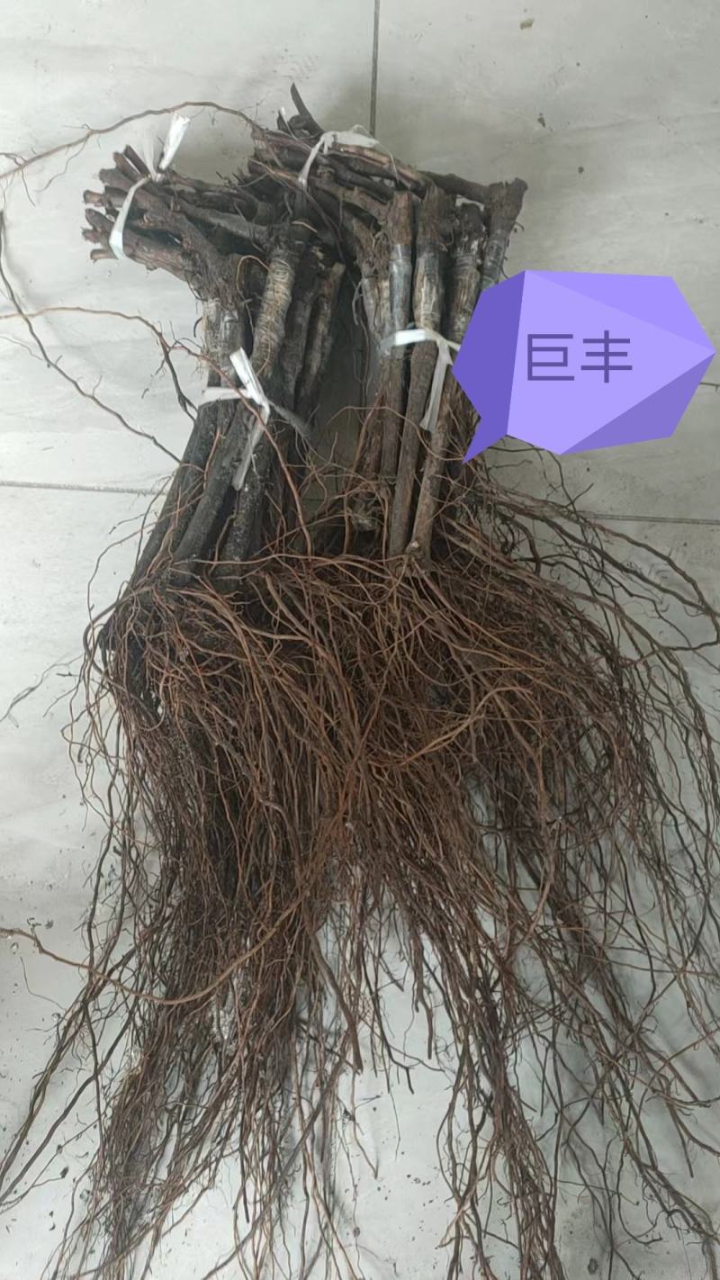 巨峰葡萄苗，好成活，欢迎实地考察，货源充足
