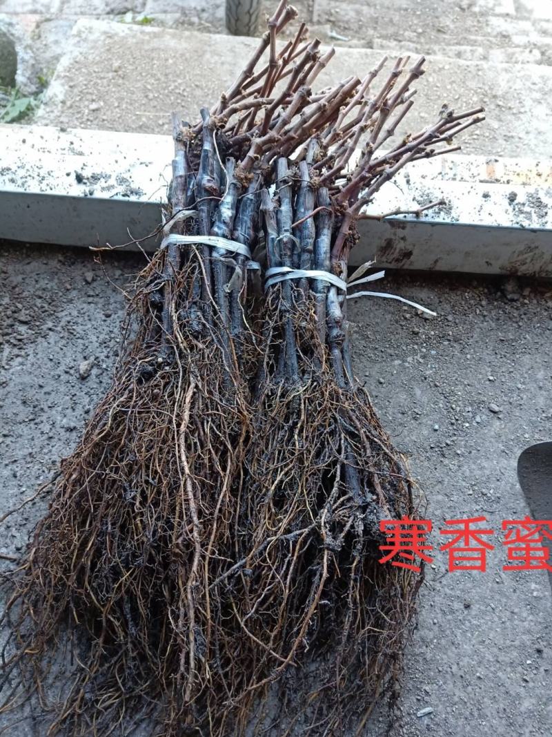 巨峰葡萄苗，好成活，欢迎实地考察，货源充足