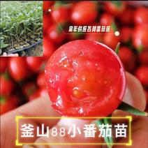 山东潍坊寿光釜山88小番茄苗圣女果小番茄苗各种樱桃番茄苗