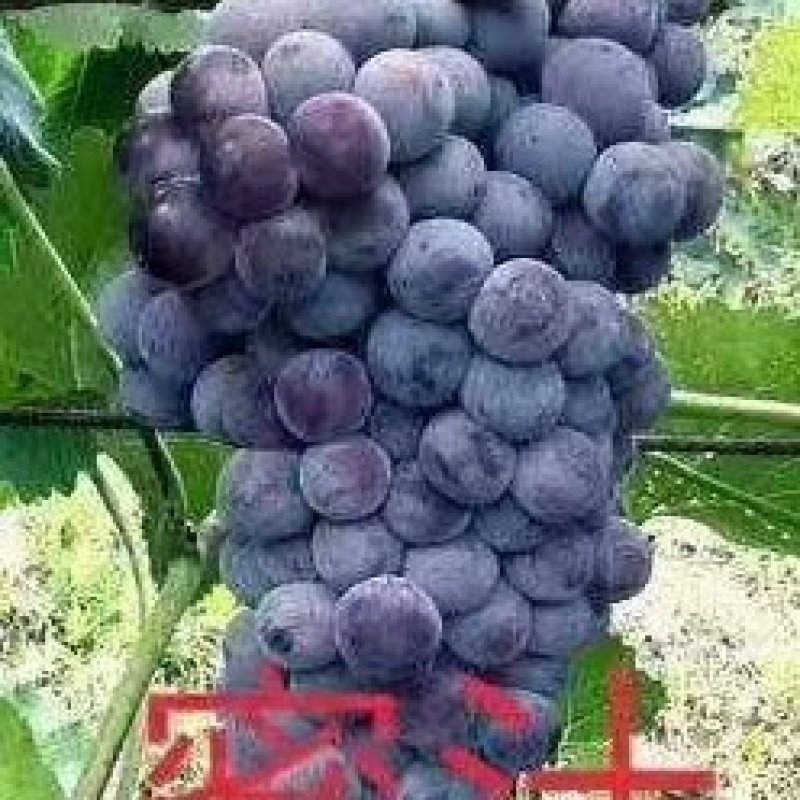 葡萄苗优质品种，成活率高，高产抗病