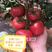 硬粉西红柿种子（越冬秋延）冬悦君乐88哈雷1302