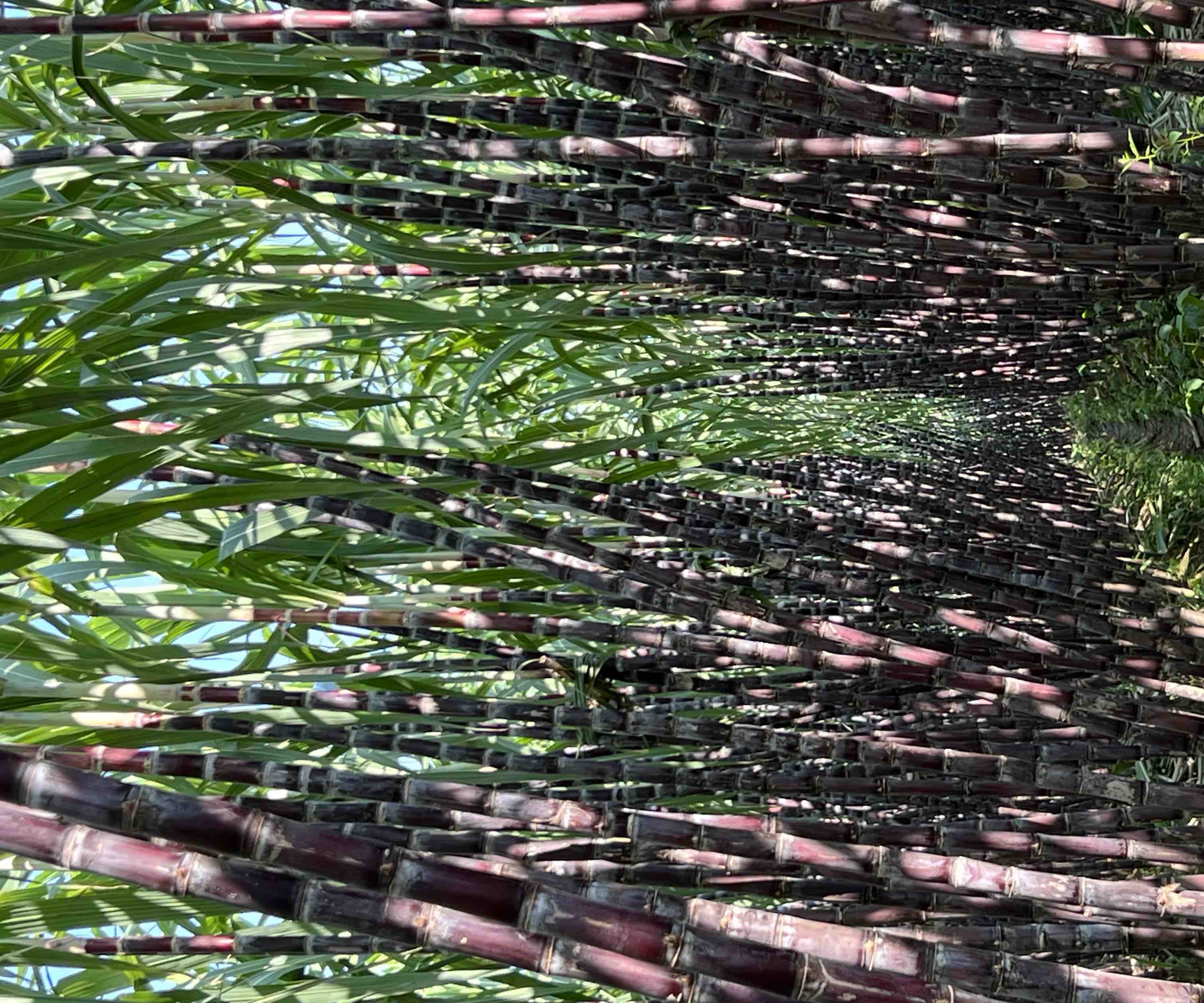 图片说明:成熟的黑皮甘蔗,外皮呈深紫色,表皮光滑,适合鲜食或榨汁 黑皮甘蔗实物图