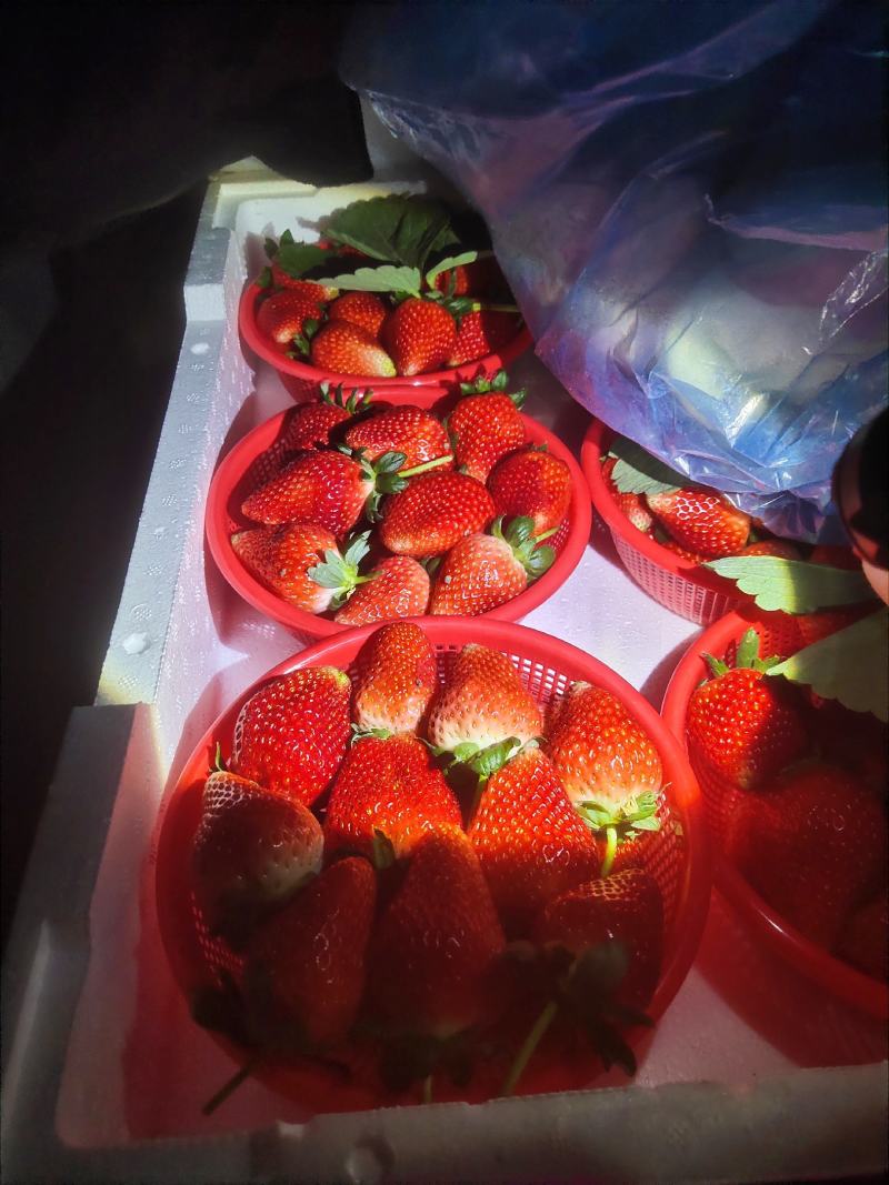 万亩优质贵妃草莓基地大量供应天仙醉全国发货质量好价格低