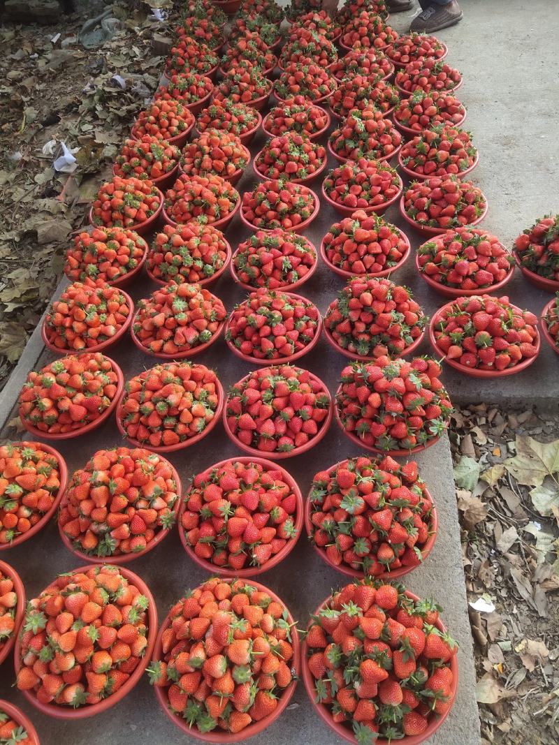 万亩优质贵妃草莓基地大量供应天仙醉全国发货质量好价格低