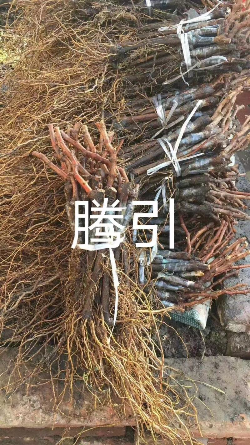 妮娜皇后嫁接葡萄苗，产地直发，全国包邮，保活保纯