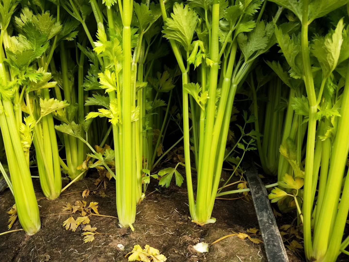 西芹植株特写：深绿色粗壮直立茎秆，表面带明显纵棱与浅沟，叶片呈羽状复叶，叶柄宽厚饱满，茎基部略带浅紫晕