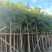 黄金熊猫6-8-10移植苗