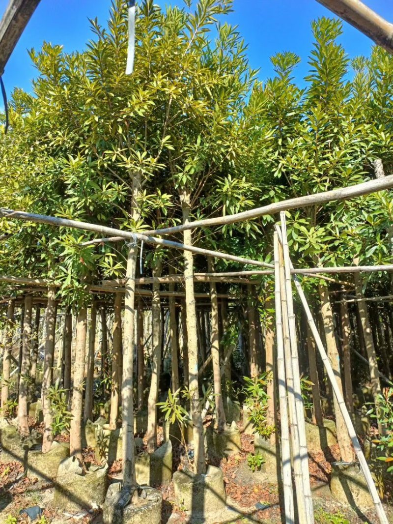 黄金熊猫6-8-10移植苗