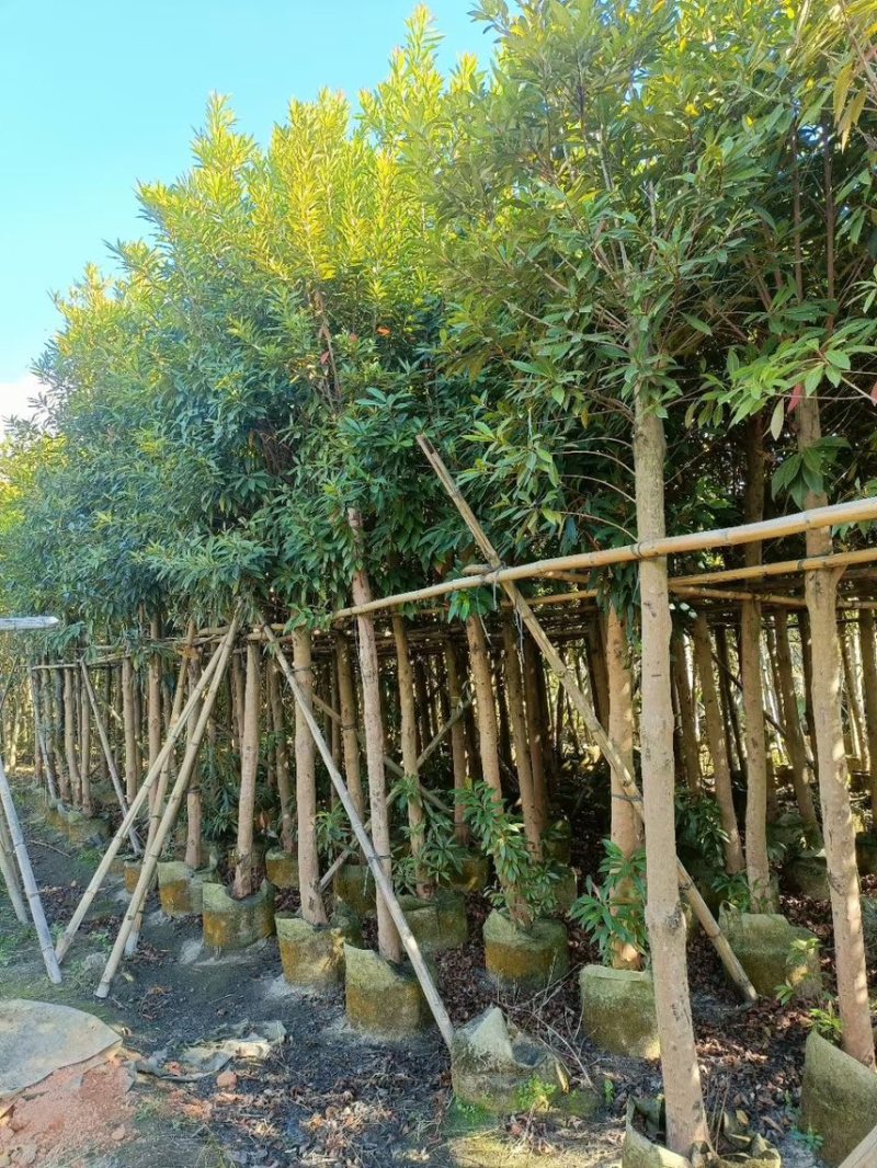 黄金熊猫6-8-10移植苗