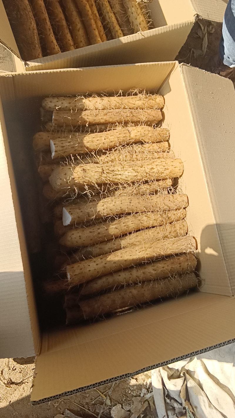 山东白玉山药产地直发没有中间商赚差价货源充足对接商超农贸
