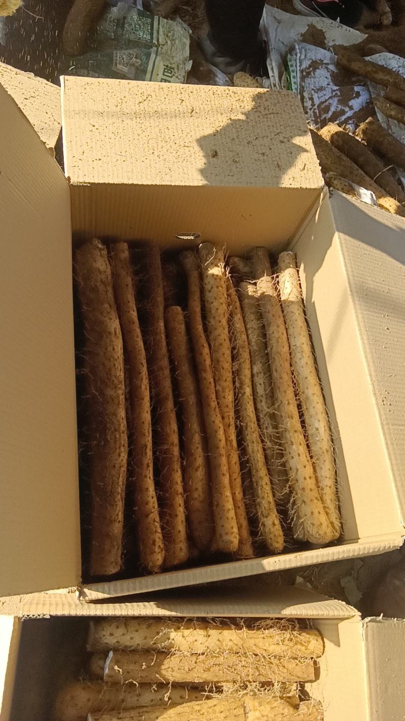 山东白玉山药产地直发没有中间商赚差价货源充足对接商超农贸