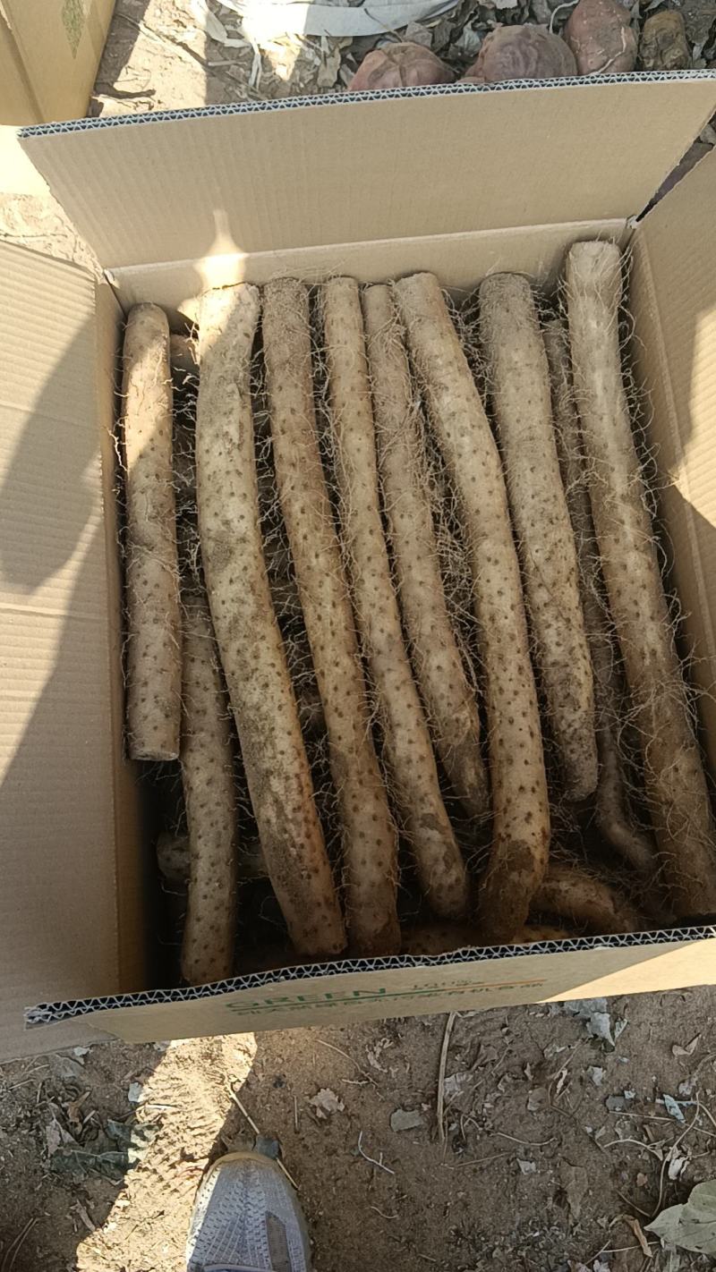 山东白玉山药产地直发没有中间商赚差价货源充足对接商超农贸