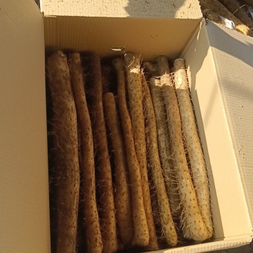 山东白玉山药产地直发没有中间商赚差价货源充足对接商超农贸