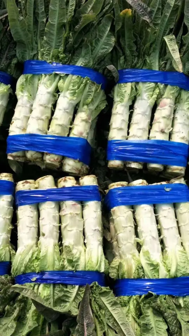 安徽红尖叶莴苣莴苣承接商超社团供货代收代发全国市场