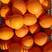 纽荷尔脐橙，个大皮簿口感好，对接外贸出口及全国市场
