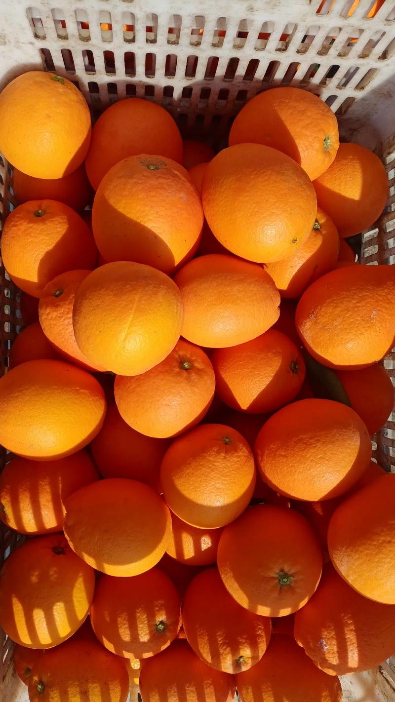 纽荷尔脐橙，个大皮簿口感好，对接外贸出口及全国市场