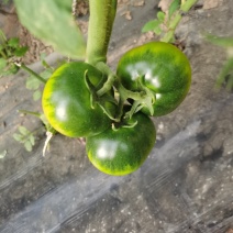 盘锦产碱土地草莓柿子大量有货