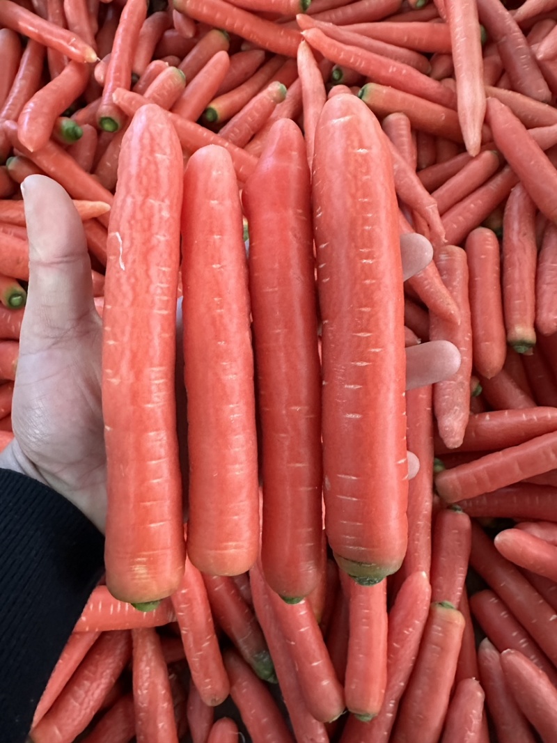 陕西水果萝卜精品规格颜色鲜品质好口感佳代发
