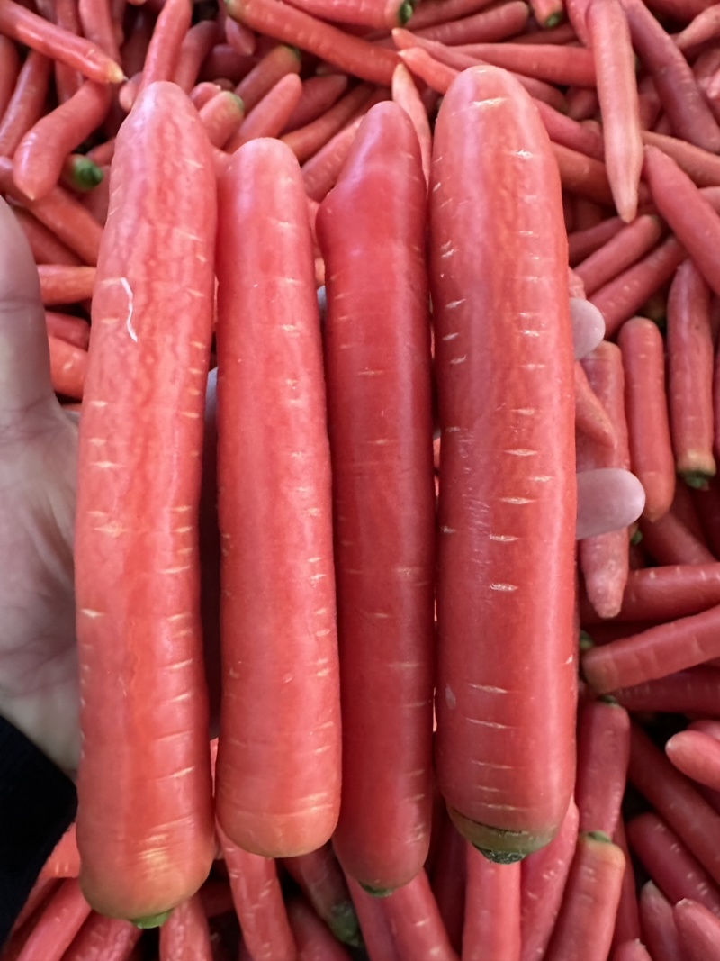 陕西水果萝卜精品规格颜色鲜品质好口感佳代发