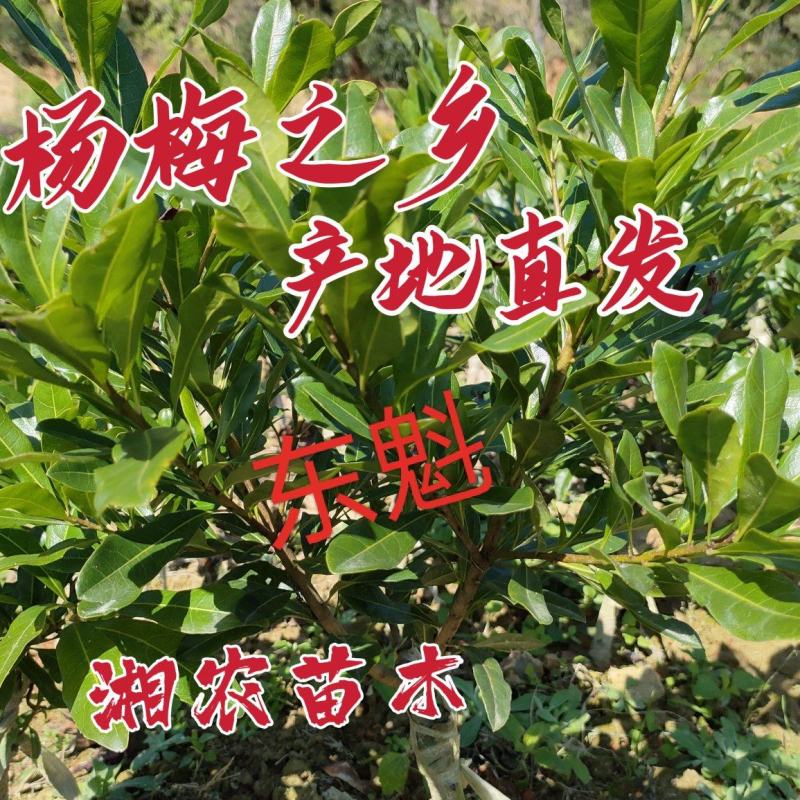 杨梅苗，东魁杨梅营养袋苗，杨梅杯苗，杨梅之乡产地直发