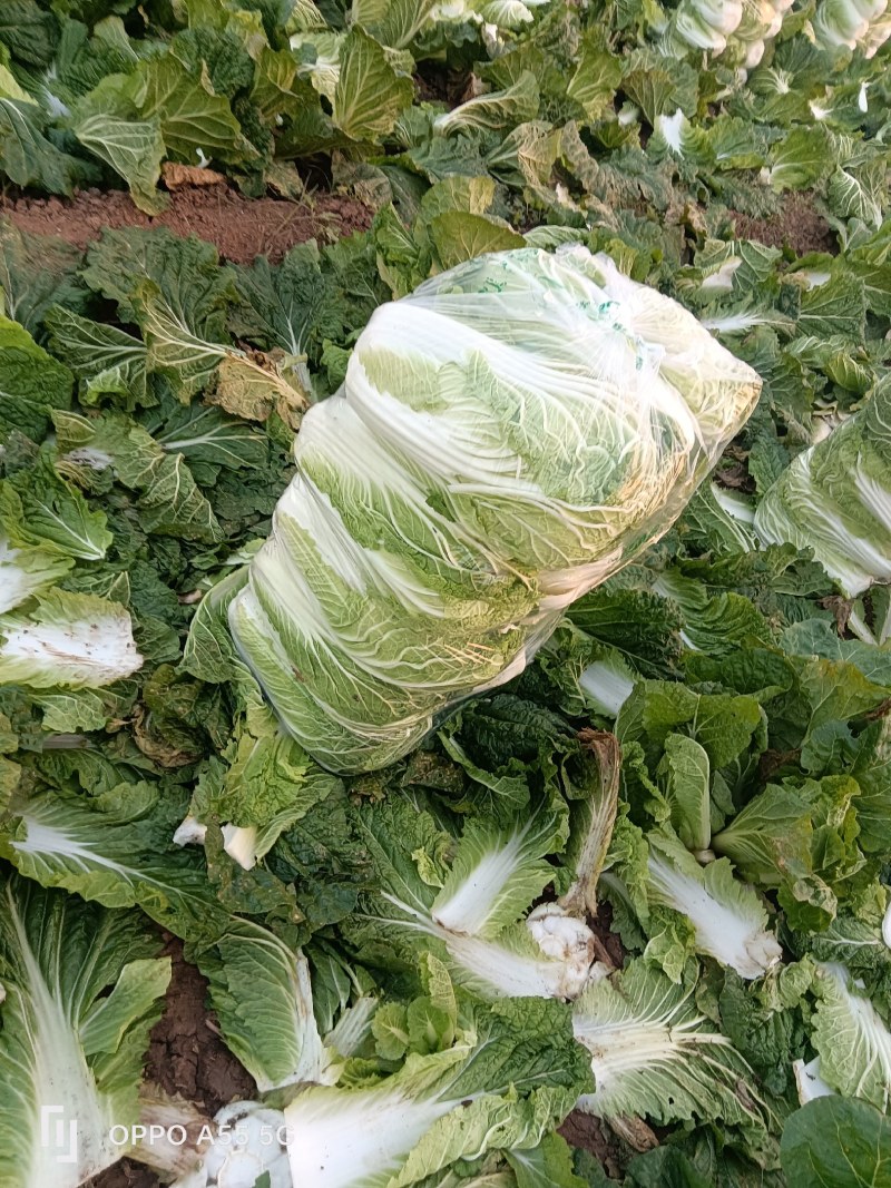 青杂三号大白菜