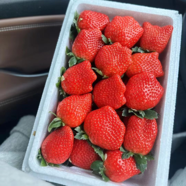 藏香草莓🍓