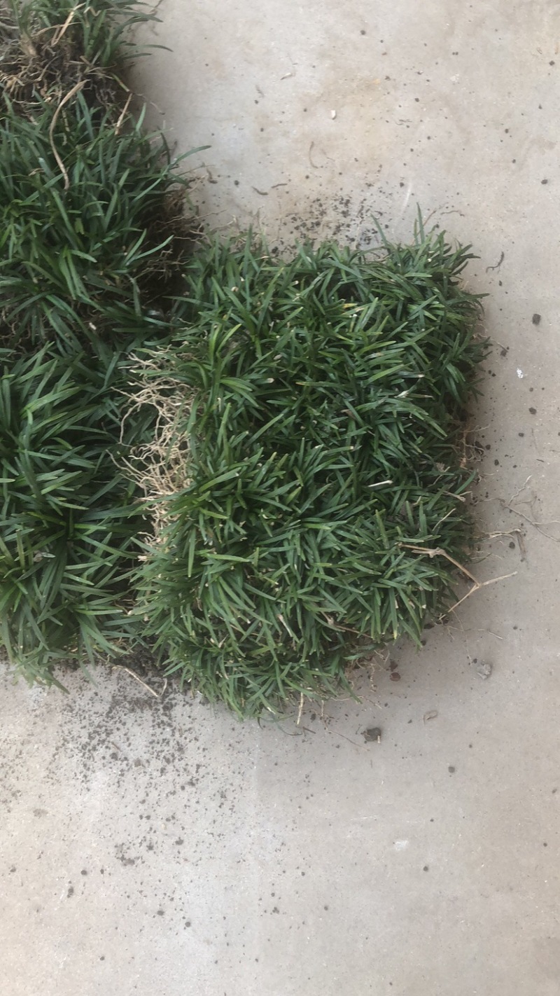 麦冬草