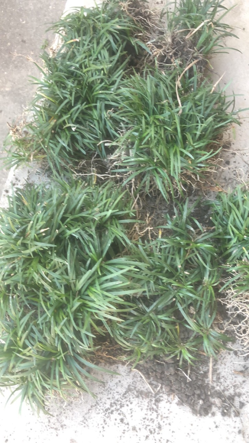 麦冬草