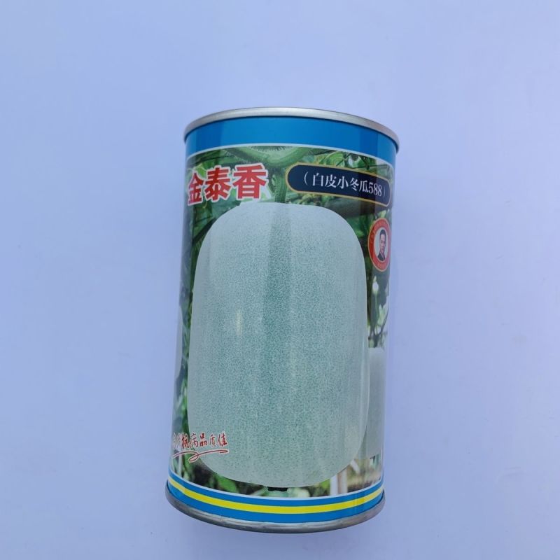 金记金泰香冬瓜种子中早熟冬瓜种籽粉皮冬瓜种子春季高产抗病