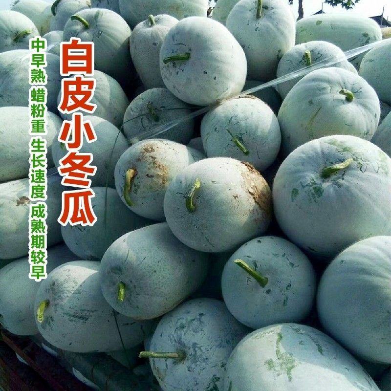 金记金泰香冬瓜种子中早熟冬瓜种籽粉皮冬瓜种子春季高产抗病