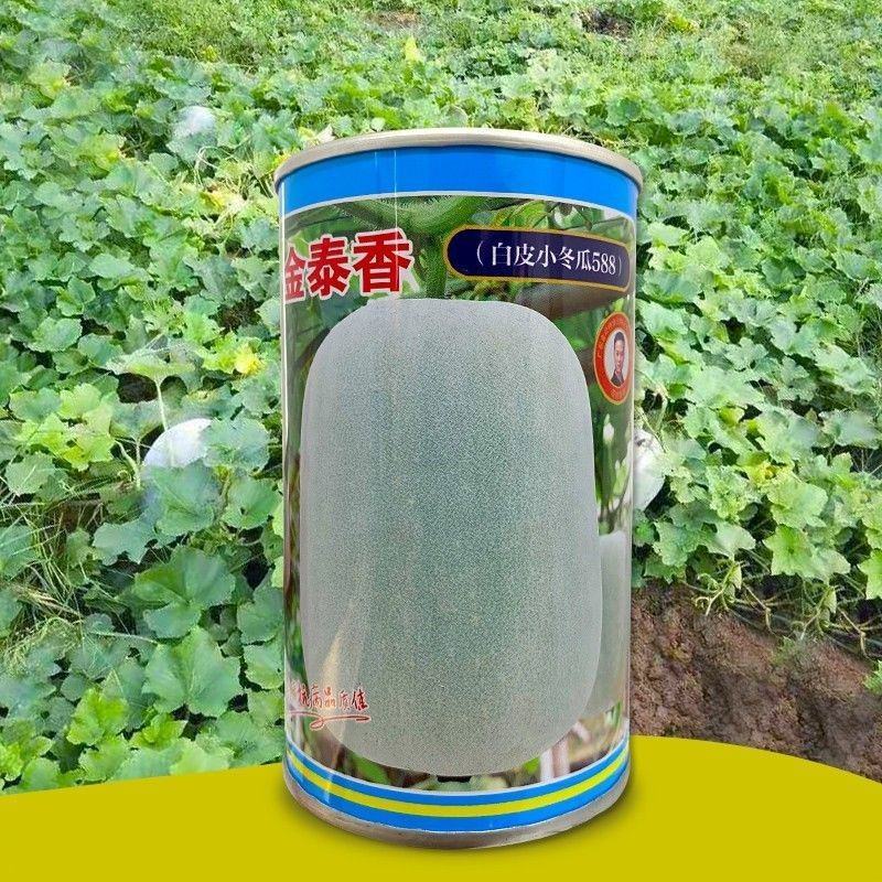 金记金泰香冬瓜种子中早熟冬瓜种籽粉皮冬瓜种子春季高产抗病