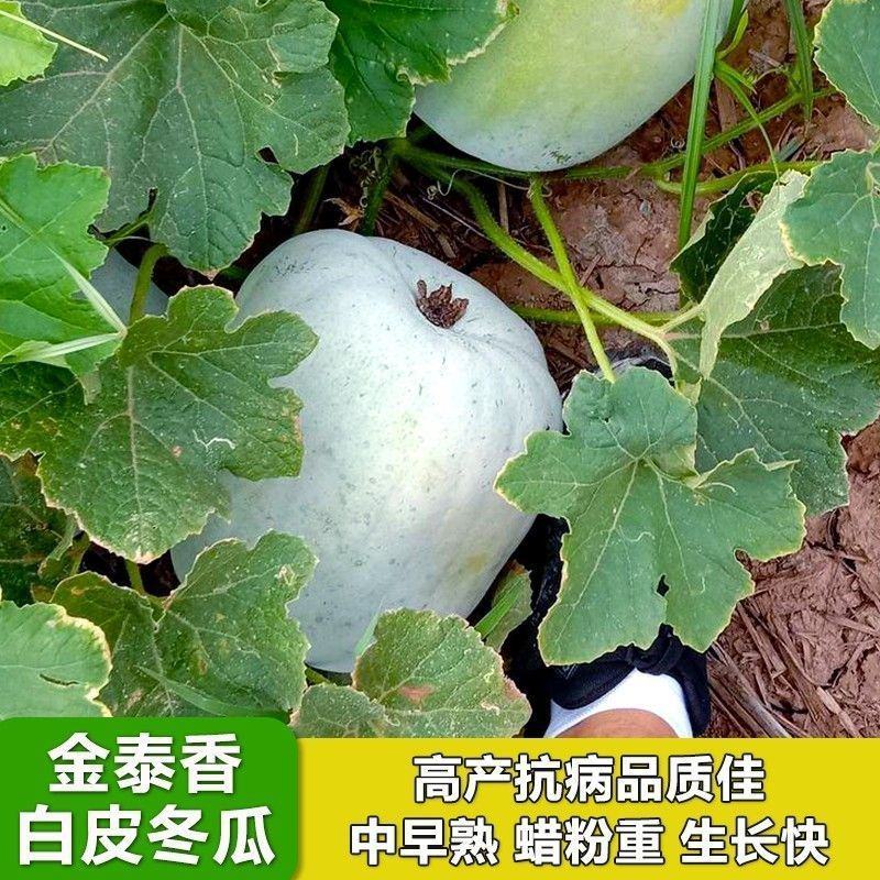金记金泰香冬瓜种子中早熟冬瓜种籽粉皮冬瓜种子春季高产抗病