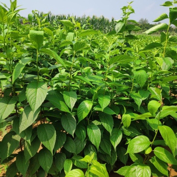 十万亩杜仲种植基地，可供杜仲树叶100吨，产地大量供应