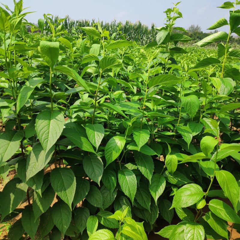 十万亩杜仲种植基地，可供杜仲树叶100吨，产地大量供应