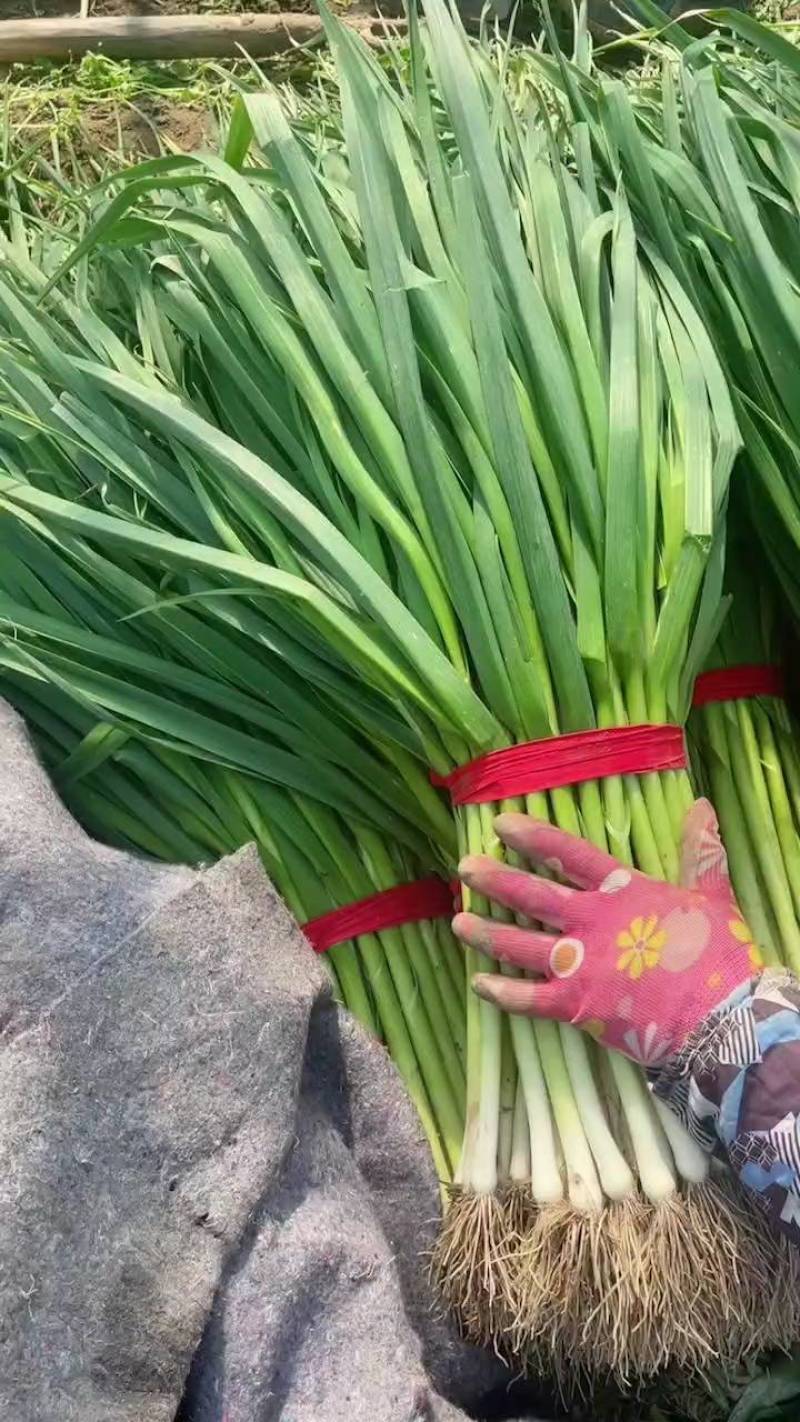 白，红根蒜苗，山东临沂蒜苗，需要的老板可以下单