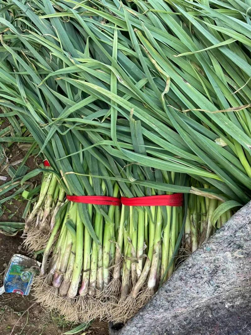 白，红根蒜苗，山东临沂蒜苗，需要的老板可以下单