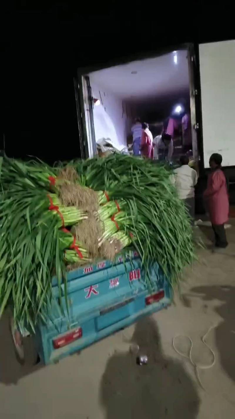 白，红根蒜苗，山东临沂蒜苗，需要的老板可以下单