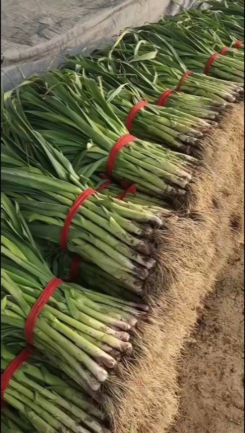 白，红根蒜苗，山东临沂蒜苗，需要的老板可以下单