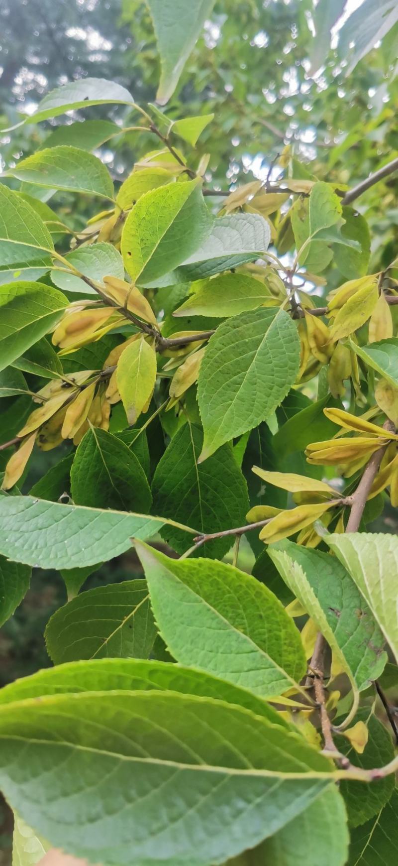 十万亩杜仲种植基地，可供杜仲树叶100吨，产地大量供应