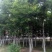 十万亩杜仲种植基地，可供杜仲树叶100吨，产地大量供应