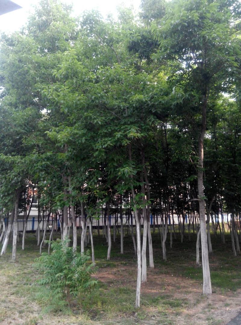 十万亩杜仲种植基地，可供杜仲树叶100吨，产地大量供应