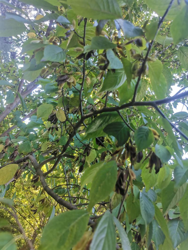 十万亩杜仲种植基地，可供杜仲树叶100吨，产地大量供应