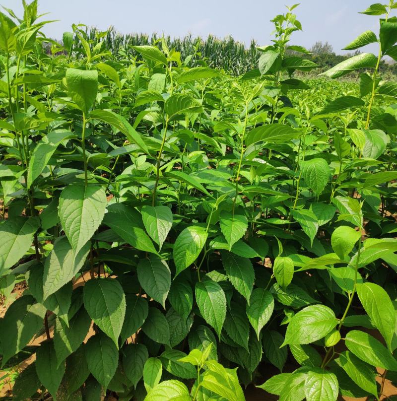 十万亩杜仲种植基地，可供杜仲树叶100吨，产地大量供应