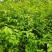 十万亩杜仲种植基地，可供杜仲树叶100吨，产地大量供应