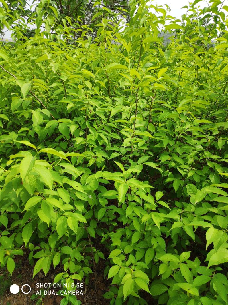 十万亩杜仲种植基地，可供杜仲树叶100吨，产地大量供应