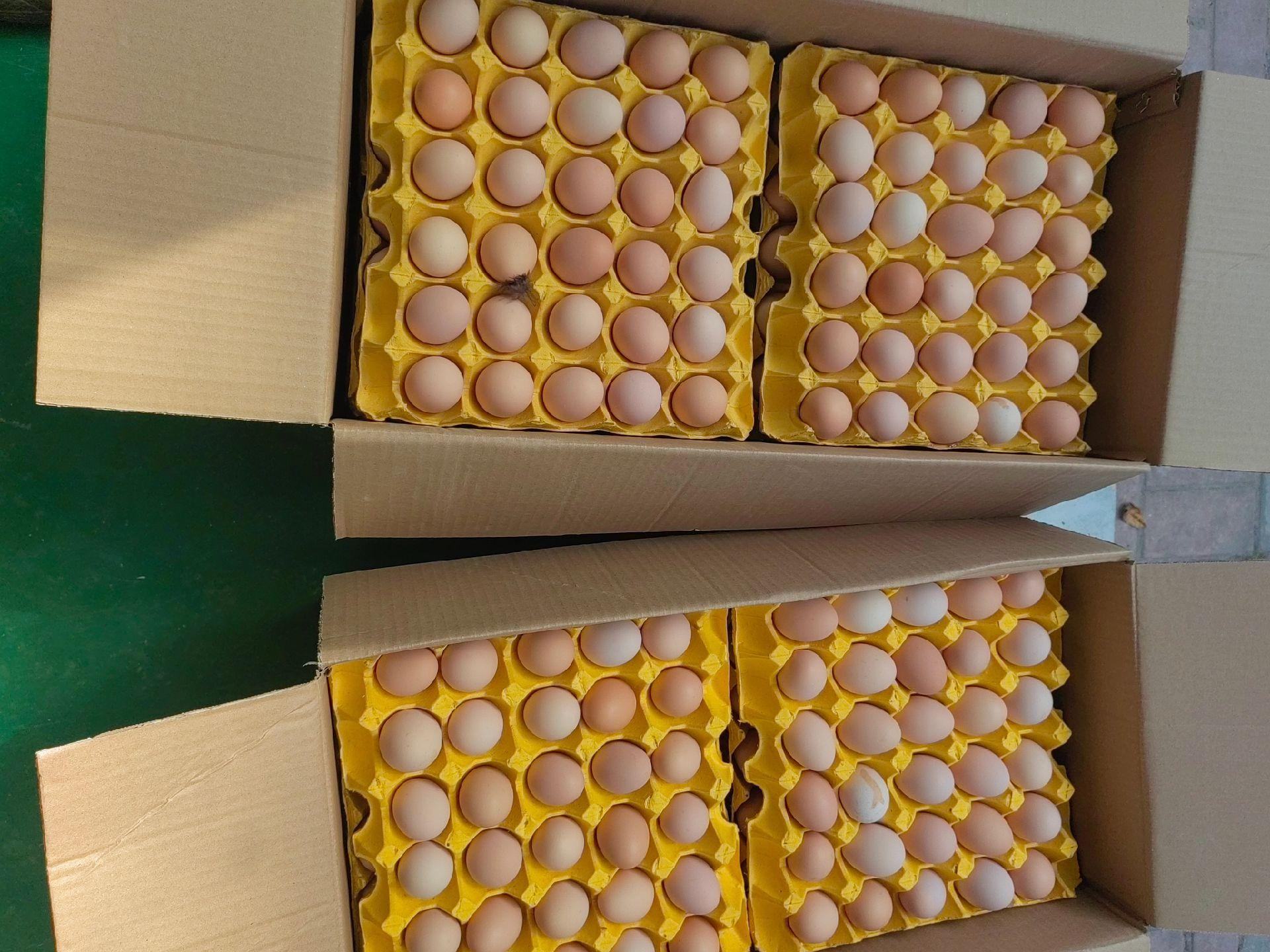 乌鸡蛋礼盒包装展示