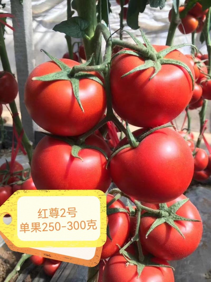 大红西红柿苗精品抗灰叶斑抗病毒，坐果率好，产量高