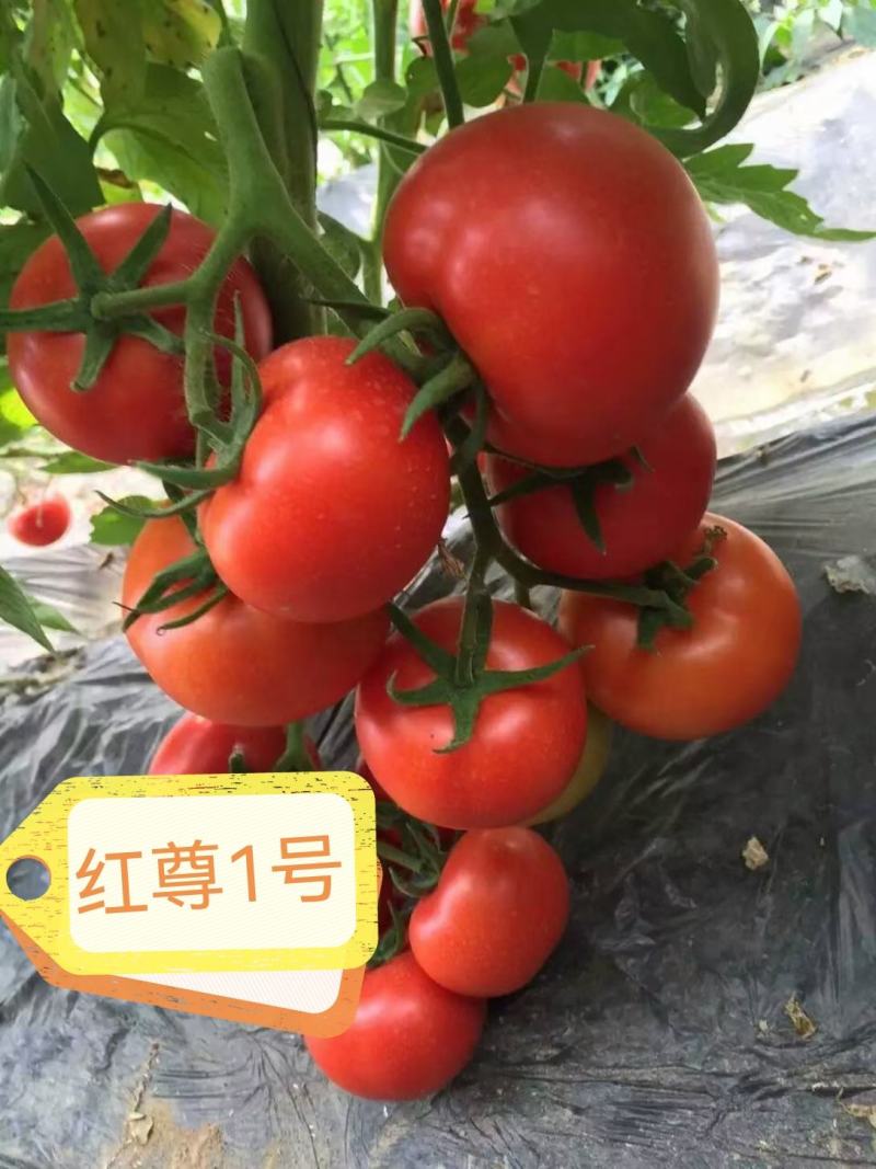 大红西红柿苗精品抗灰叶斑抗病毒，坐果率好，产量高